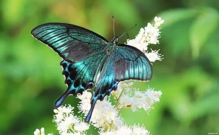 Butterfly ca persoană