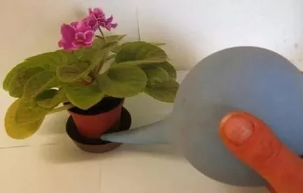 violete de reproducție la domiciliu violete de reproducție la domiciliu