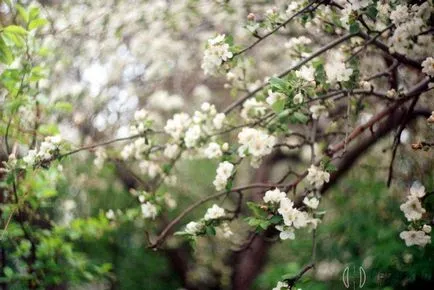 Cum de a vinde un aparat de fotografiat zenit