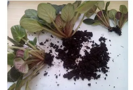 violete de reproducție la domiciliu violete de reproducție la domiciliu