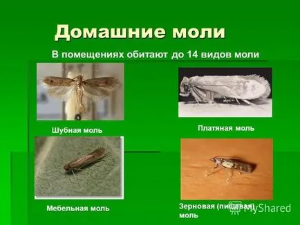 Butterfly ca persoană