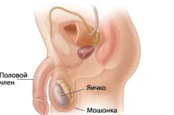 ADN-ul Gardnerella vaginalis l