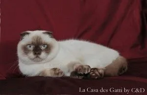 Ori imagini pisică Ori imagini pisică