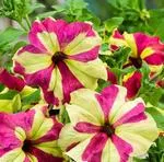 Cum de a planta Petunia