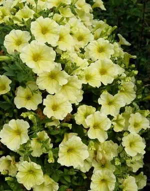Cum de a planta Petunia