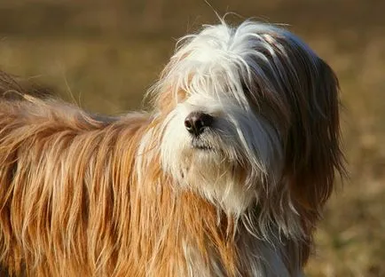 Câine cu Tibetul Câine cu Tibetul