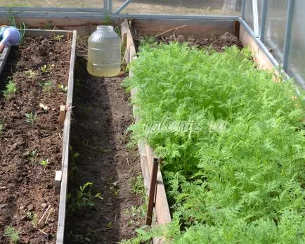 Cum să semene gunoi de grajd verde Cum să semene gunoi de grajd verde