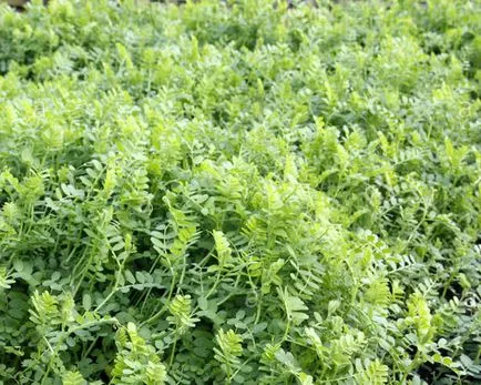 Cum să semene gunoi de grajd verde Cum să semene gunoi de grajd verde