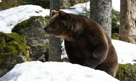Cum să mănânce un urs Cum să mănânce un urs