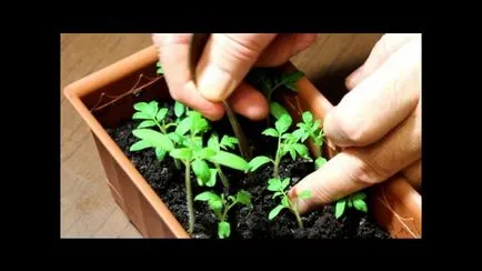 Când răsaduri pentru a planta tomate