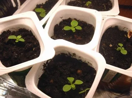 Cum de a planta Petunia Cum de a planta Petunia
