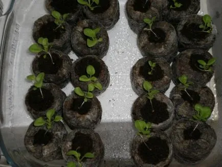 Cum de a planta Petunia Cum de a planta Petunia