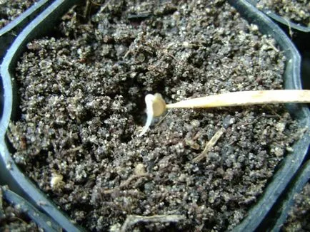 Când răsaduri pentru a planta tomate