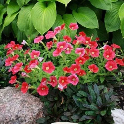 Cum de a planta Petunia Cum de a planta Petunia