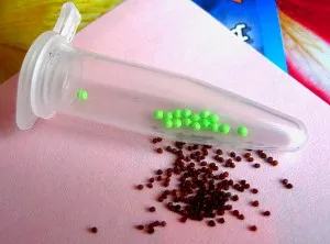 Cum de a planta Petunia