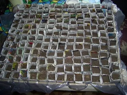 Cum de a planta Petunia Cum de a planta Petunia