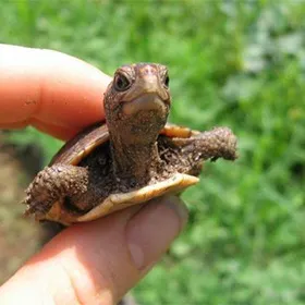 Testul despre rasa de câine