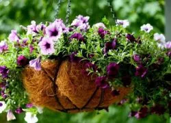Cum de a planta Petunia