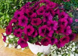 Cum de a planta Petunia