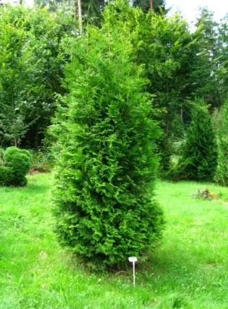 Cum să planteze tuia de la butași Cum să planteze tuia de la butași