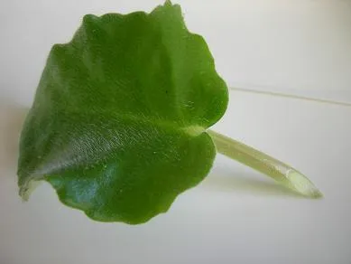 violete de reproducție la domiciliu