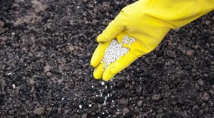 pepeni verzi în creștere