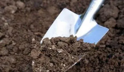pepeni verzi în creștere