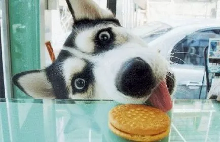 Cum spune Husky Cum spune Husky