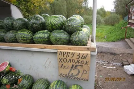 pepeni verzi în creștere pepeni verzi în creștere