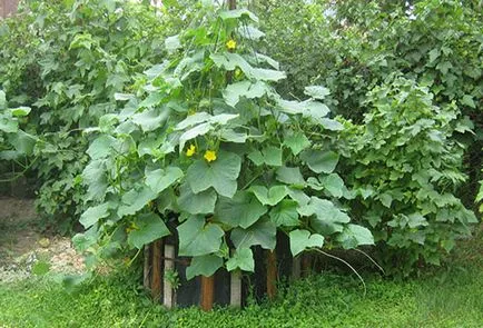 Cum să planteze castraveți în butoi