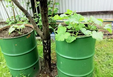 Cum să planteze castraveți în butoi
