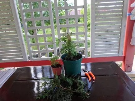 Cum să planteze tuia de la butași Cum să planteze tuia de la butași