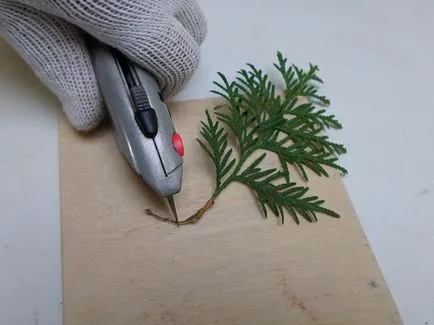 Cum să planteze tuia de la butași Cum să planteze tuia de la butași