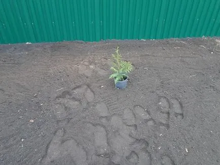 Cum să planteze tuia de la butași Cum să planteze tuia de la butași