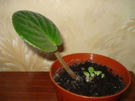 violete de reproducție la domiciliu