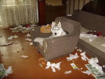 Cum spune Husky Cum spune Husky