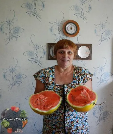 pepeni verzi în creștere pepeni verzi în creștere