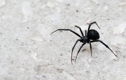 păianjen negru în ce