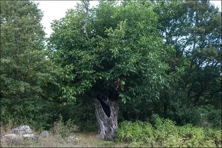 Așa cum am fost băut ceai Așa cum am fost băut ceai
