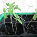 Când răsaduri pentru a planta tomate Când răsaduri pentru a planta tomate