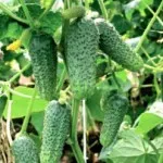 Când răsaduri pentru a planta tomate Când răsaduri pentru a planta tomate