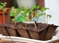 Când răsaduri pentru a planta tomate