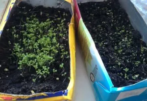 Cum să crească kohiyu Cum să crească kohiyu