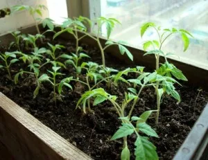 Când răsaduri pentru a planta tomate Când răsaduri pentru a planta tomate