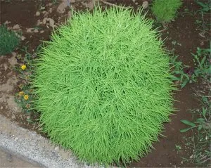 Cum să crească kohiyu