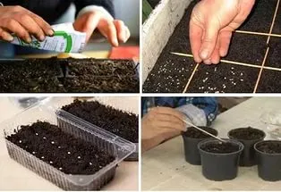Când răsaduri pentru a planta tomate Când răsaduri pentru a planta tomate