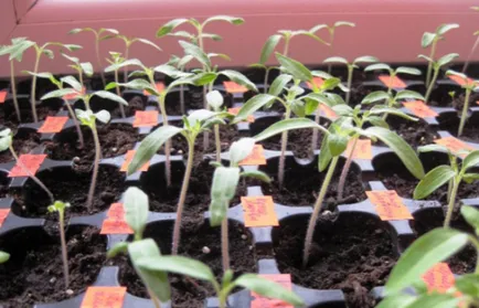Când răsaduri pentru a planta tomate Când răsaduri pentru a planta tomate