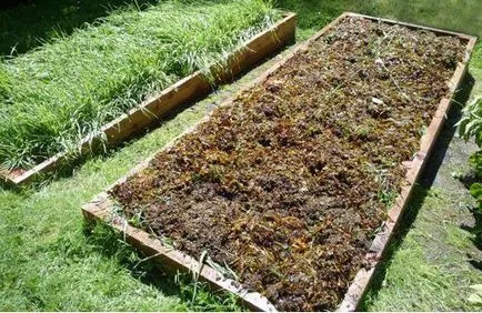 Cum să semene gunoi de grajd verde