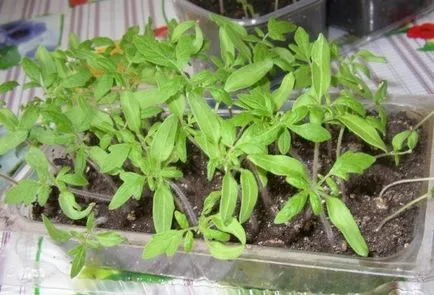 Când răsaduri pentru a planta tomate Când răsaduri pentru a planta tomate
