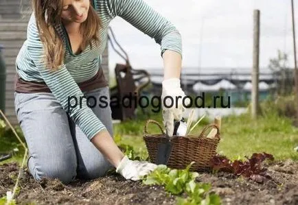 Ce deal roșu